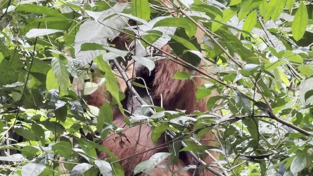 Close-up of the facial flanges of an adult male Sumatran orangutan - Pongo abelii. These fatty cheek pads develop under the influence of testosterone and signal dominance while helping amplify long ca