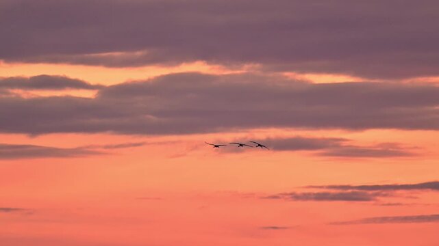 Common Cranes or Eurasian Cranes (Grus Grus) flying in the air during sunset near Diepholz in Germany during the autumn migration. 