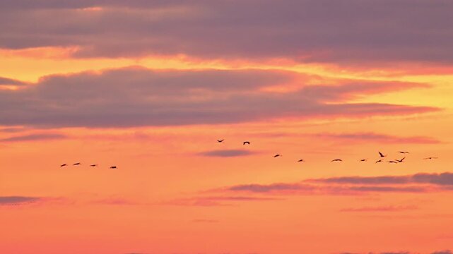 Common Cranes or Eurasian Cranes (Grus Grus) flying in the air during sunset near Diepholz in Germany during the autumn migration. 