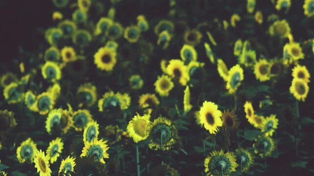 A field of sunflowers is growing in a garden under bright sunlight. The sunflowers are facing the sun. The scene captures the natural beauty of the flowers in full bloom.