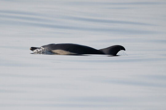 le dauphin