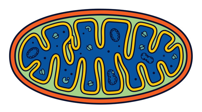 Mitochondria cell organelle vector illustration, biological anatomy of a mitochondrion structure, colorful science diagram for education and textbooks