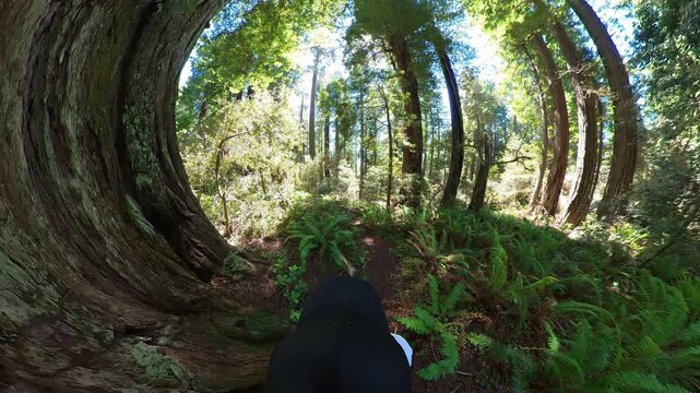 Redwood National Park Hiking POV 04 California USA