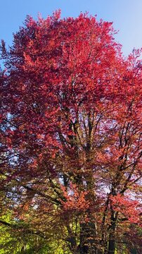 Red beech tree displaying vibrant foliage in a scenic public park. Deep purple and copper leaves of the historical Fagus sylvatica stand out. Gentle sunlight illuminates the majestic crown.