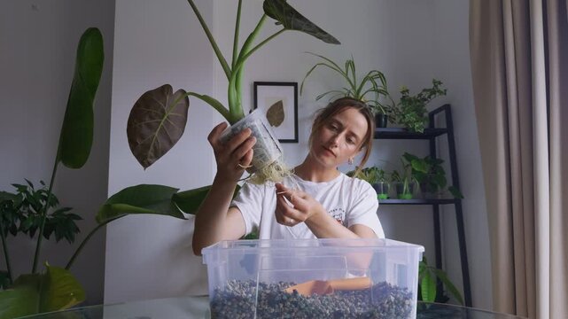 Untangling Alocasia Regal Shield Roots Before Repotting

Woman carefully untangling healthy Alocasia Regal Shield roots before repotting. Close-up indoor plant care routine in a cozy home 