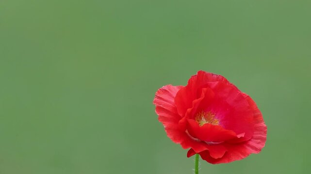 Common Red Poppy flower, Papaver rhoeas, single bloom moves gently in a breeze soft green bokeh background copy text space