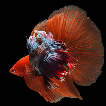 A striking betta fish displays dark metallic blue scales and large, vibrant orange-red fins flowing gracefully against a dramatic black backdrop image, 23 july 2026 Indonesia