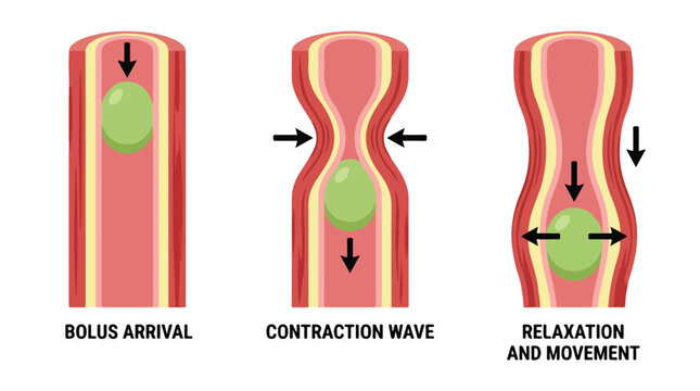 Peristalsis digestive process diagram, medical vector showing bolus arrival and contraction wave, human esophagus muscle relaxation and movement