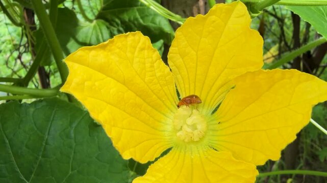 Yellow Gourd Flower with Small Beetle in Natural Garden, winter Melon Flower, Plant Flower, Insect in Flower