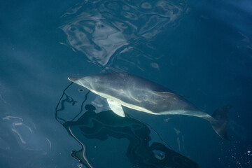 le dauphin © antoine