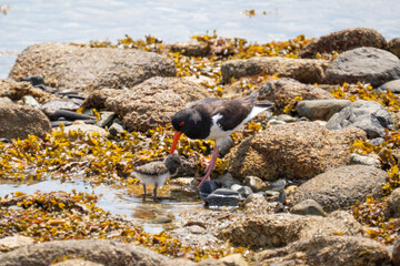 L'huitrier pie et son poussin © antoine
