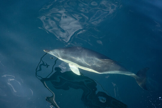 le dauphin