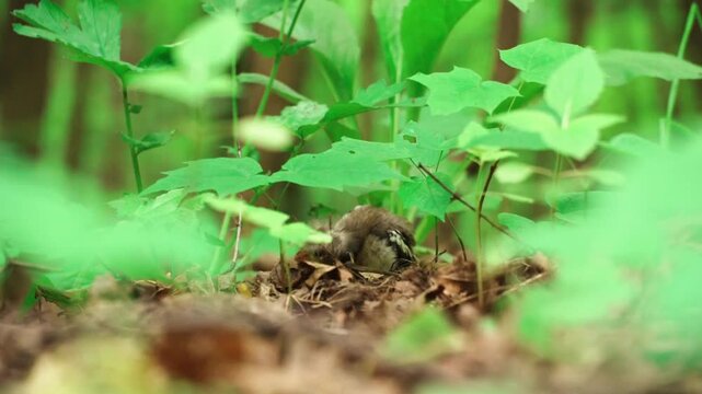 Chaffinch fledgling preening wing feathers in green grass. Cute baby bird grooming its plumage on forest floor.