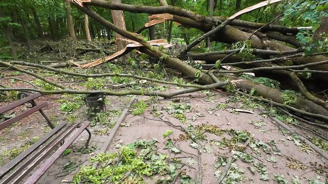 Fallen trees and massive roots block a pathway in a green park after a hurricane. Broken branches scatter across the ground. Red and white warning tape restricts access.