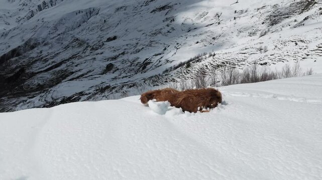 fluffy brown dog playing in deep snow on Koruldi ridge in Svaneti, winter mountains, mountain travel