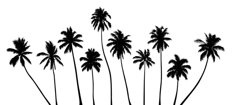 Vector set of detailed realistic black silhouettes of various palm trees 