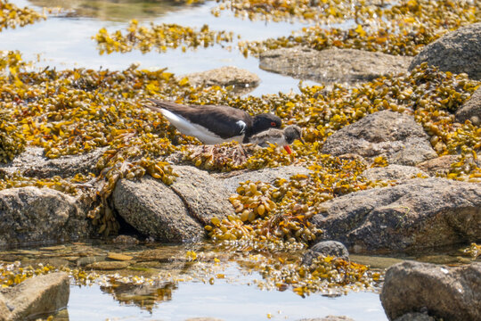 Les oiseaux marins de bretagne

