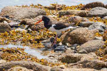 L'huitrier pie et son poussin © antoine