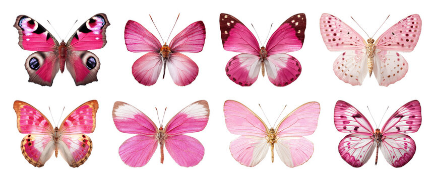 PNG Vibrant pink butterfly collection on transparent background