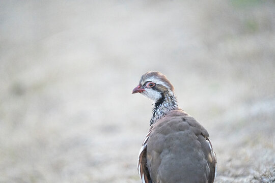 La perdrix sauvage