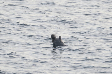 Le phoque se repose © antoine