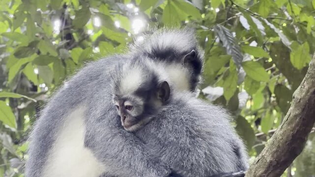 A Thomas langur mother - Presbytis thomasi - gently holds her infant in her arms while the curious youngster watches the rainforest around them.