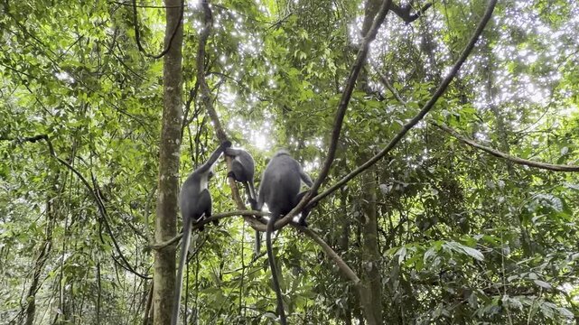 A Thomas langur family - Presbytis thomasi - rests together on a vine before the adult male suddenly leaps away and leaves the female and infant behind.