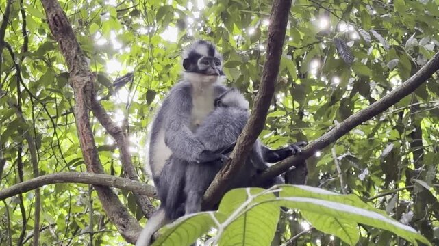 A medium shot slowly zooms in on a Thomas langur mother - Presbytis thomasi - sitting on a vine and tenderly holding her infant in her arms.
