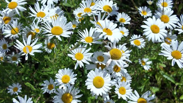 Bright white daisy cluster with yellow centers glowing in sunny grassy meadow, layered blossoms, soft background blur, fresh summer botanical scene with natural daylight
