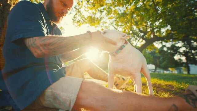 Old bull terrier interacts with owner in a sunlit park, as the man gently pets and engages with the dog while seated on the grass under a tree