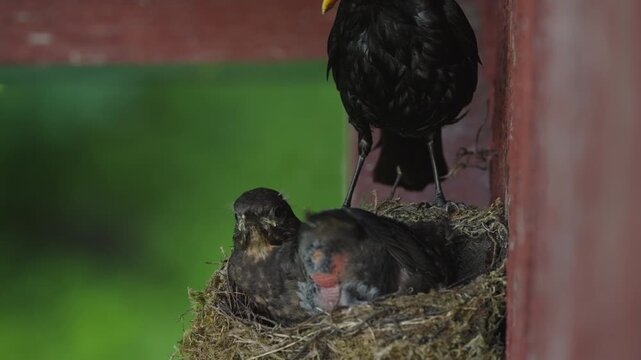 Adult common blackbird removes a fecal sac from one of two nearly fledged nestlings before flying away.
