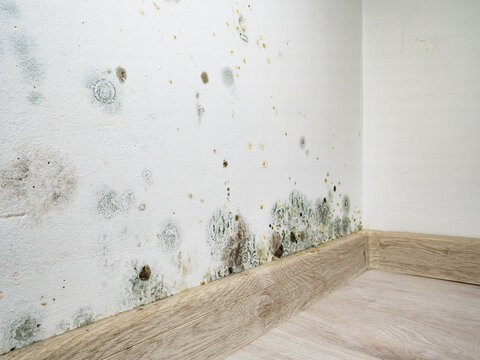 Mould and fungus growth on white wall