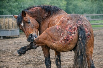 Naklejka premium A horse covered in blood, likely after an accident or injury