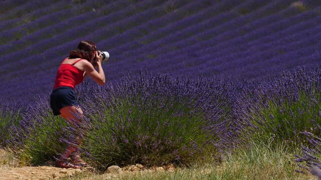 Woman take photo on lavender field, Provence France
