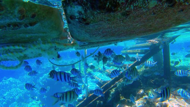 Underwater seascape on the coral reef in Red Sea, Egypt