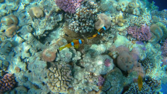 Amphiprion Bicinctus aka Red Sea Clownfish in Sea Anemone, Egypt