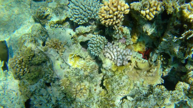 Underwater seascape on the coral reef in Red Sea, Egypt