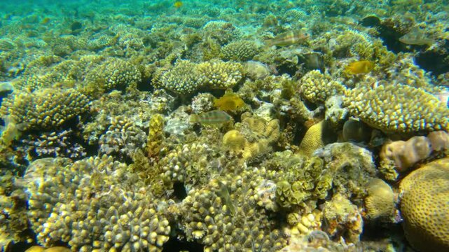 Underwater seascape on the coral reef in Red Sea, Egypt