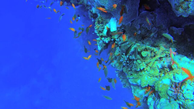 Underwater seascape on the coral reef in Red Sea, Egypt