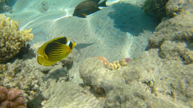 Underwater seascape on the coral reef in Red Sea, Egypt