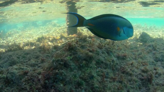 Underwater seascape on the coral reef in Red Sea, Egypt