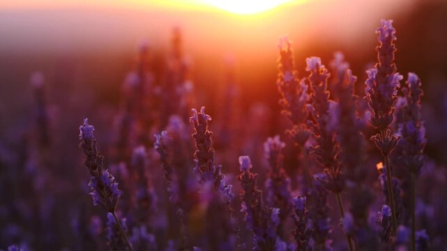 Provence landscape, lavender field at sunset

