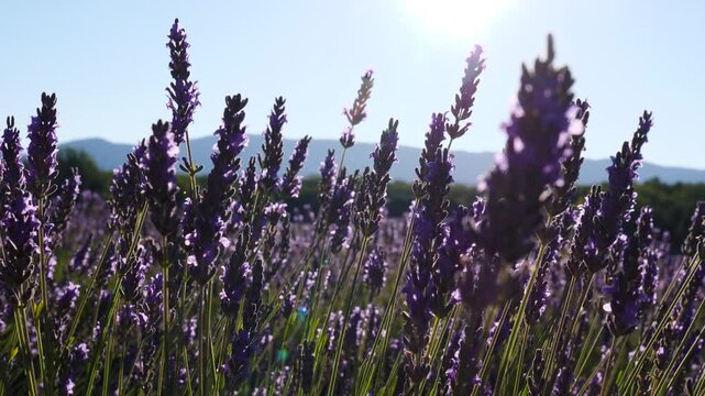 Lavender flowers on field. Dolly shot
