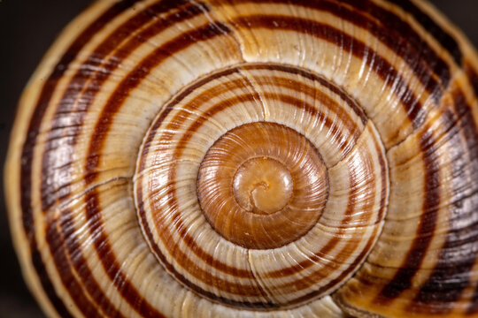 Snail shell logarithmic spiral with banded growth lines macro