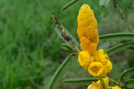 Macro closeup of yellow candle bush senna alata flower spire with water droplets, tropical herbal medicinal plant blooming in nature with copy space