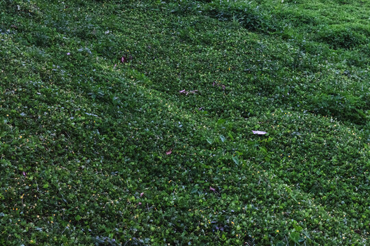 A dense patch of lush green groundcover plants, likely Pinto peanut (Arachis pintoi), featuring tiny yellow flowers and a textured leaf pattern, creating a natural organic background.