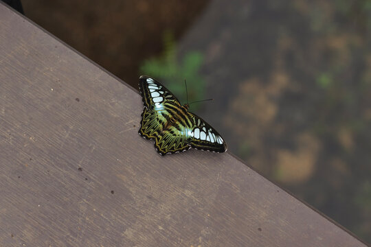 A stunning Clipper butterfly (Parthenos sylvia) resting with open wings on a textured wooden surface against a blurred natural background.