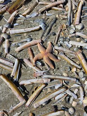 old rusty nails © Marcela