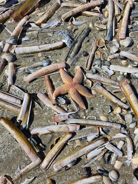 old rusty nails
