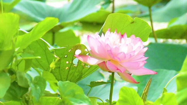 Lotus flower and bee in the morning in nature. Honeybee in Flight to suck Nectar on Pink Lotus flower to make Honey on a sunny day.